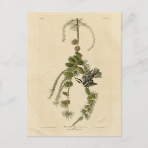 Carte Postale Paruline noire et blanche - Audubon's Birds of Ame