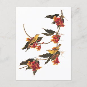 Carte Postale Parulines jaunes oiseaux chanteurs sur crossvine e