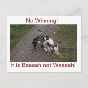 Carte Postale Pas de Whining !