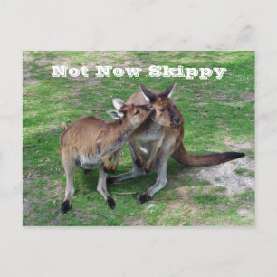 Carte Postale Pas maintenant Skippy