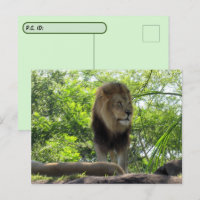 Passage à niveau - Photo d'un lion