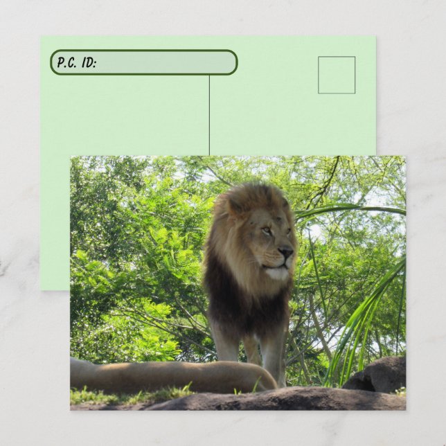 Carte Postale Passage à niveau - Photo d'un lion (Devant / Derrière)