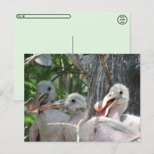 Carte Postale Passage à niveau - Pot de rose Chicots