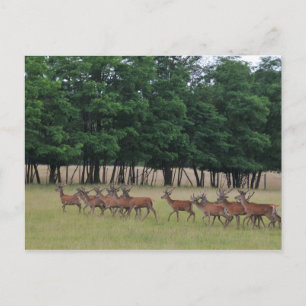Carte Postale Passage des cerfs