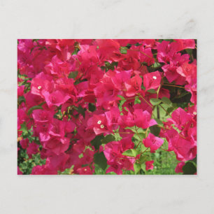 Carte Postale Passerelle de Bougainvilliers