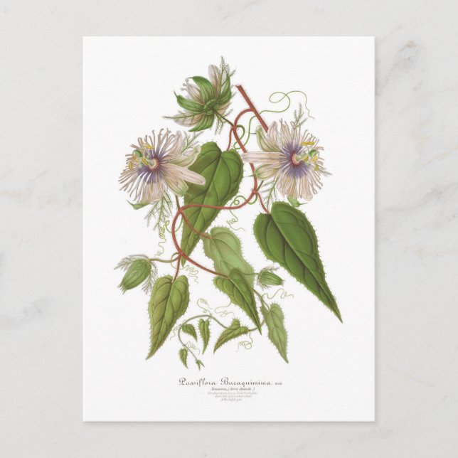 Carte Postale Passiflora baraquimima (Devant)