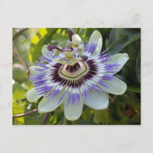 Carte Postale Passiflora edulis forma flavicarpa