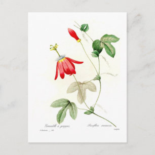 Carte Postale Passiflora racemosa