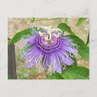 Carte postale Passion Flower