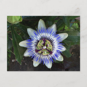 Carte postale Passion Flower #2