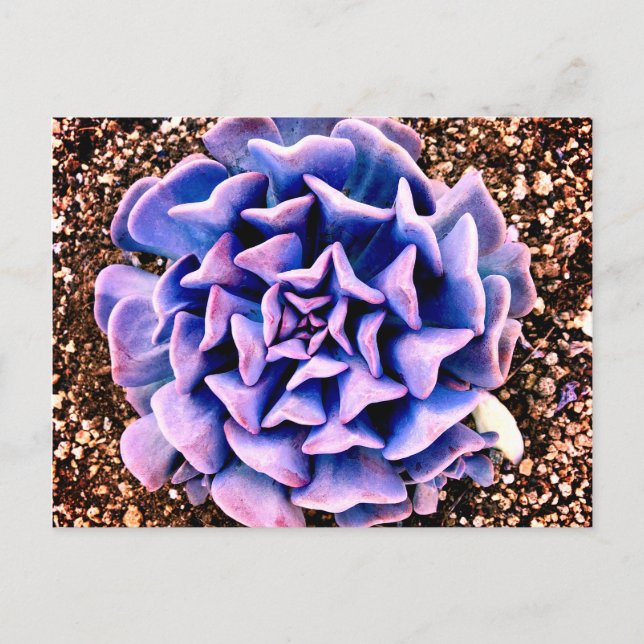 Carte Postale Passion violette (Devant)