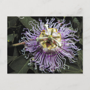 Carte postale Passionflower