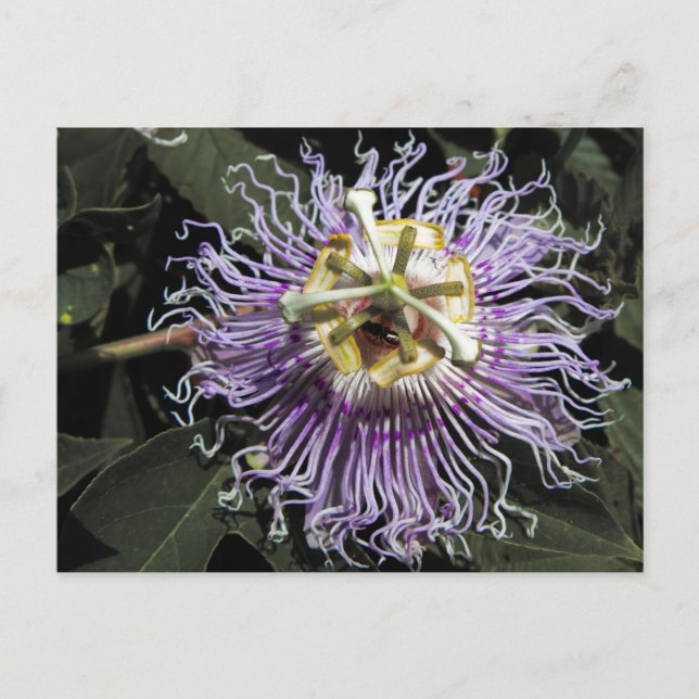 Carte postale Passionflower (Devant)