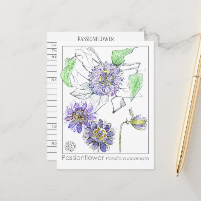 Carte Postale Passionflower Materia Medica Herbal Study Card (Devant/Arrière en situation)