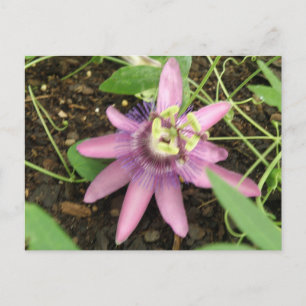Carte postale Passionflower rose et violet