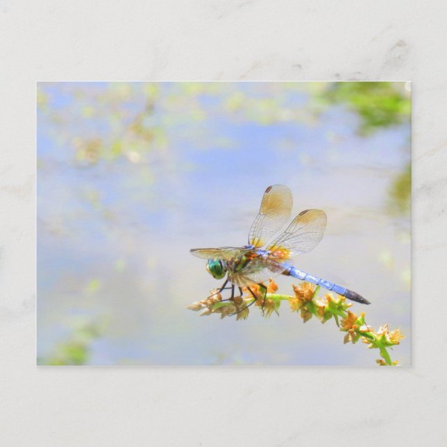 Carte postale Pastel Dragonfly (Devant)