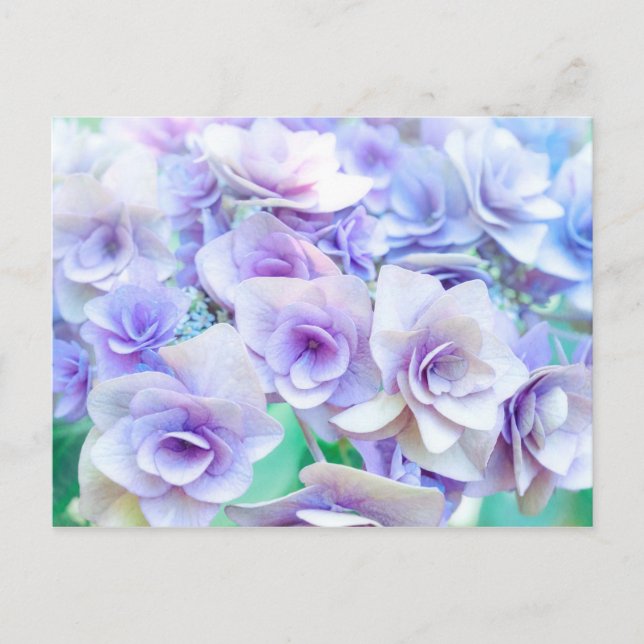 Carte Postale pastel hydrangea (Devant)