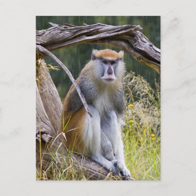 Carte Postale Patas Monkey (Devant)