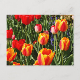 Carte Postale Patch de tulipe