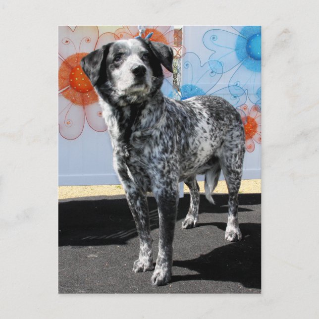 Carte Postale Patches - Pointeur Blue Tick -1 (Devant)