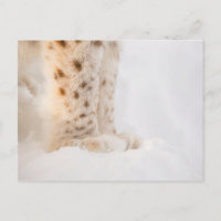 Pâtes de lynx dorés molles dans la neige