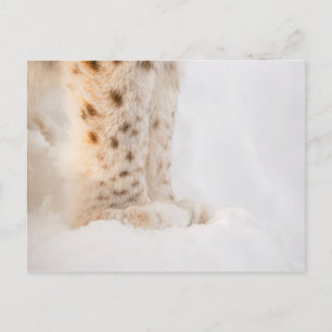 Carte Postale Pâtes de lynx dorés molles dans la neige