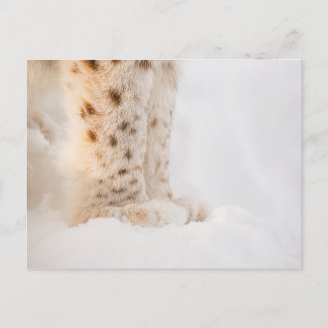 Carte Postale Pâtes de lynx dorés molles dans la neige (Devant)