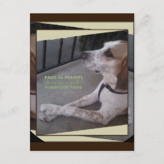 Carte postale Patrouilles de chien de prière