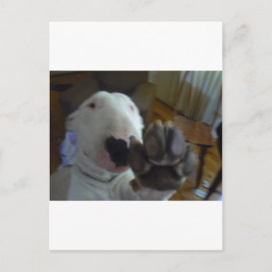 Carte Postale patte de taureau