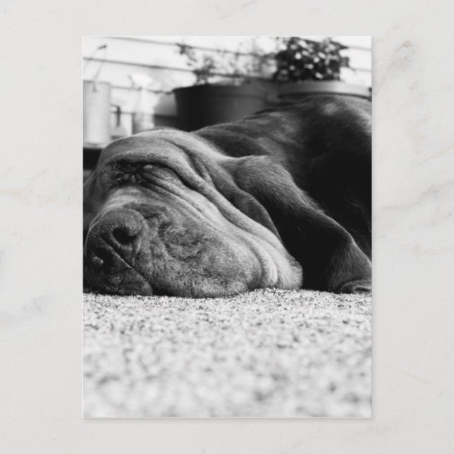 Carte Postale Patti Bloodhound (Devant)