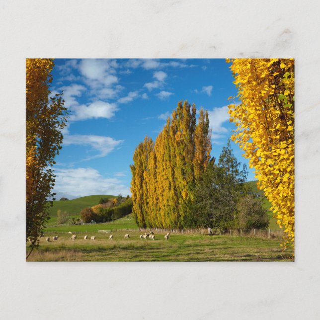 Carte Postale Pâturage agricole avec mouton (Devant)