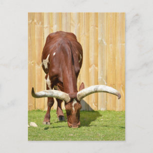 Carte Postale Pâturage d'Ankole-Watusi