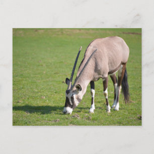 Carte Postale Pâturage de Gemsbok