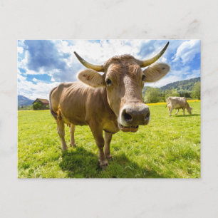 Carte Postale Pâturage de la vache noire