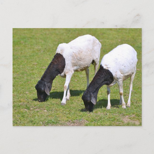 Carte Postale Pâturage de moutons somaliens (Devant)