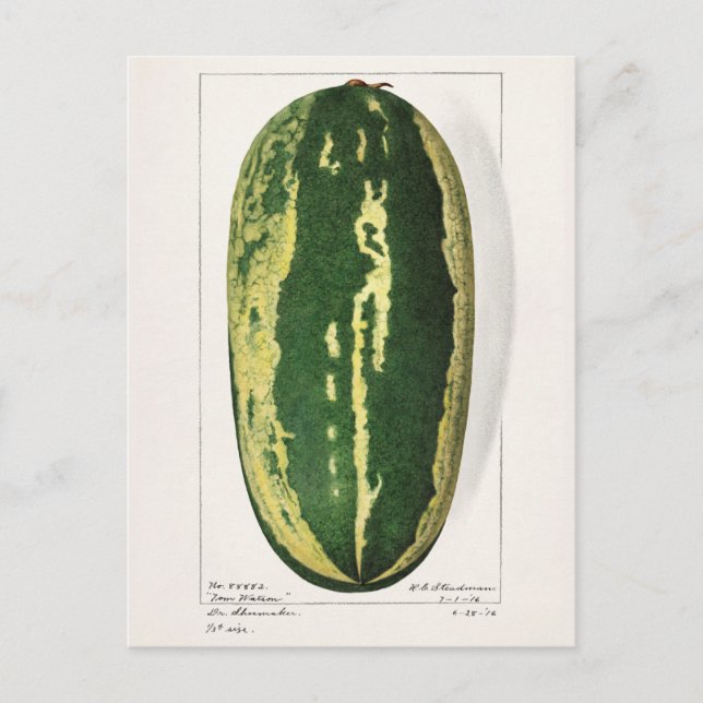 Carte Postale Pâturage de pastèque (Citrullus Lanatus) (Devant)