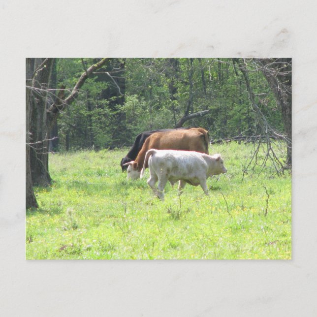 Carte Postale Pâturage de printemps en Louisiane (Devant)
