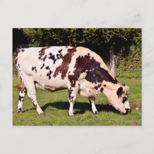 Carte Postale Pâturage de vaches de Normandie