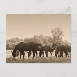 Carte Postale Pâturage des chevaux - Sepia Toned photo