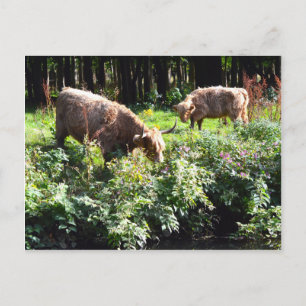 Carte Postale Pâturage des vaches de Highland. Glasgow, Écosse.