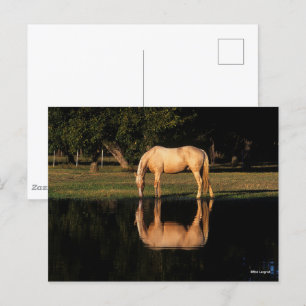 Carte Postale Pâturage Palomino Par Lac Avec Réflexion