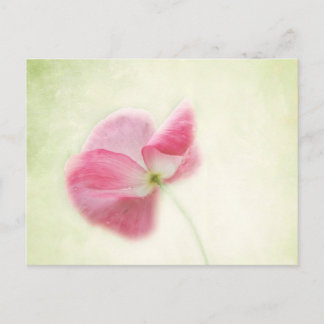 Carte Postale Pavot