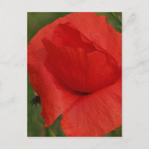 Carte Postale Pavot