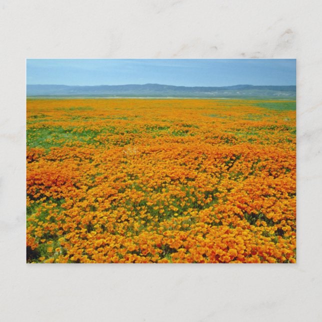 Carte Postale Pavot de Californie aux fleurs pleines (Devant)
