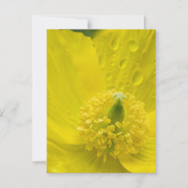 Carte Postale Pavot jaune oriental