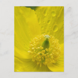 Carte Postale Pavot jaune oriental