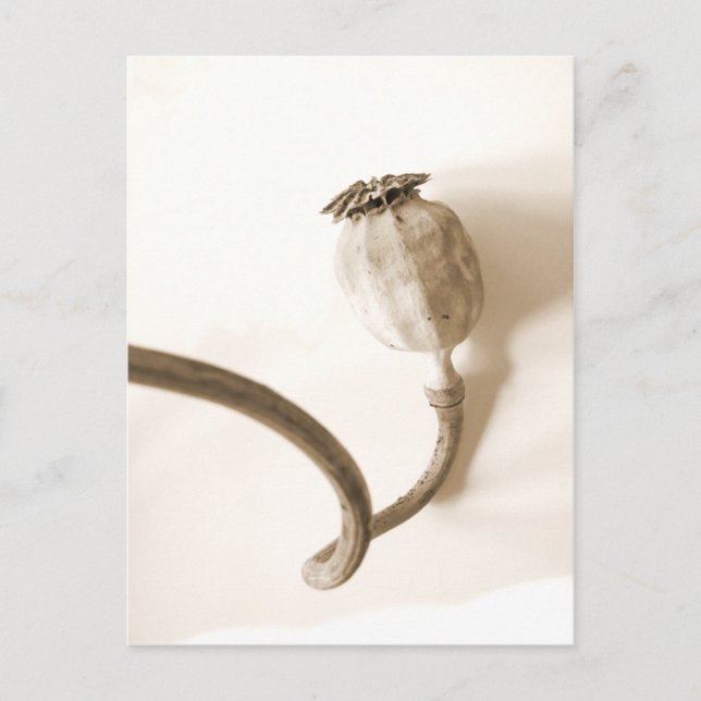 Carte Postale pavot séché "papavero secco" (Devant)