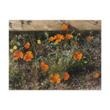 Pavots de Californie