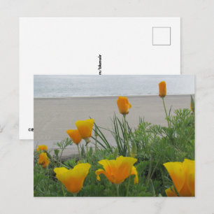 Carte postale - Pavots de Californie à la plage