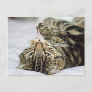 Carte Postale Paw de cueillette de chat Tabby